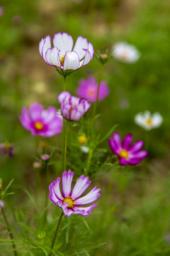 花草素材