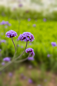 花草素材