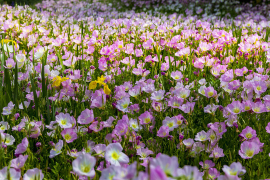 花卉