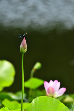 荷塘荷花蜻蜓