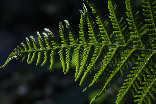 蕨类植物