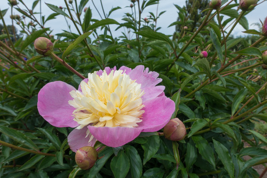 牡丹花花圃