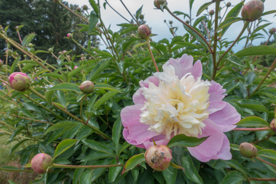 牡丹花花圃