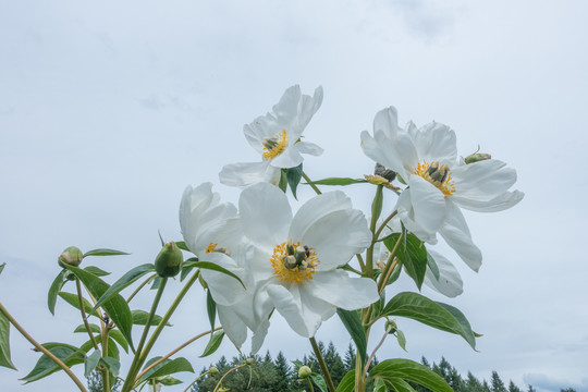 牡丹花花圃