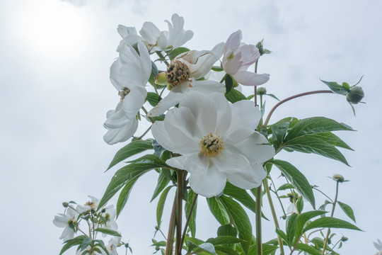 牡丹花花圃