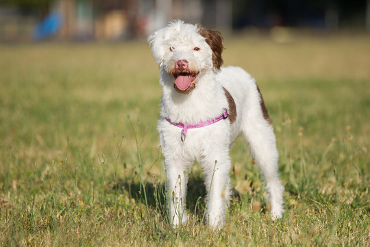 杰克罗素梗犬