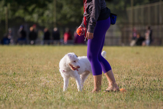 杰克罗素梗犬