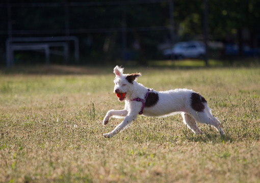 杰克罗素梗犬