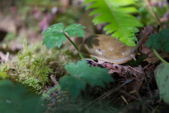 香蕉蛞蝓