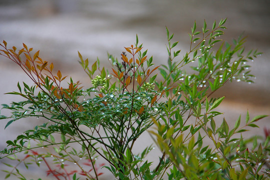 路边花花草草