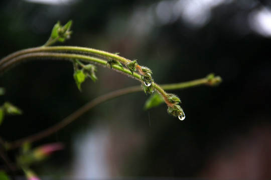 路边花花草草