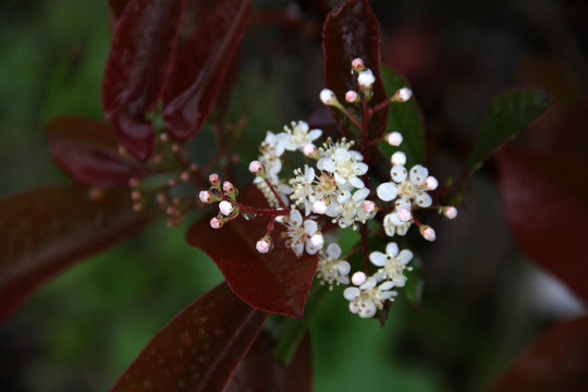 路边花草