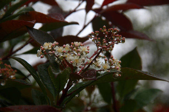 路边花草