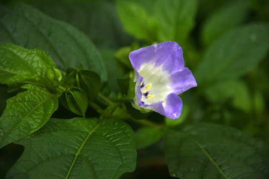 路边花草