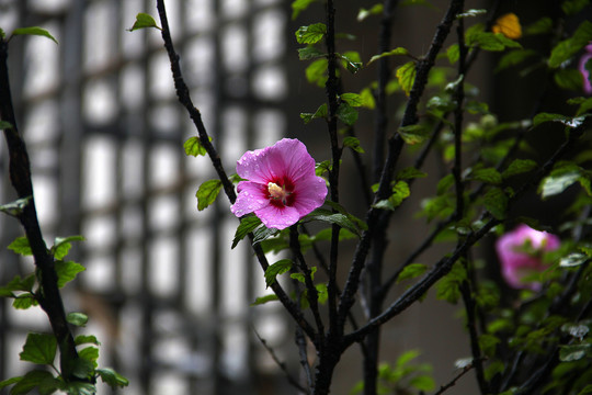 路边花草