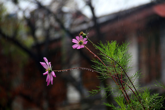 路边花草