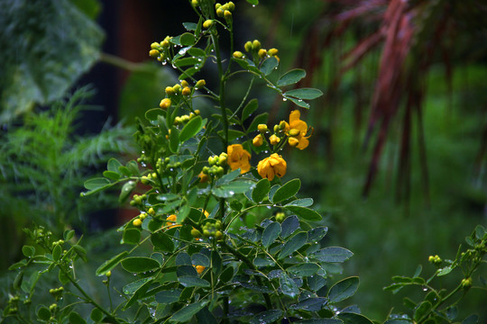 路边花草