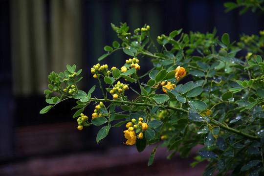 路边花草