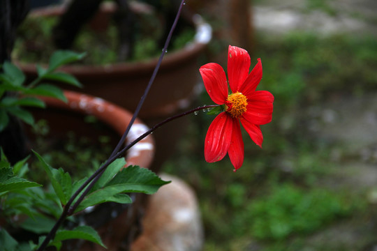 路边花草