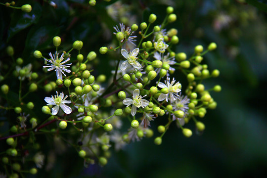 路边花草