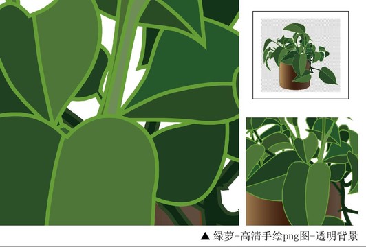 綠蘿