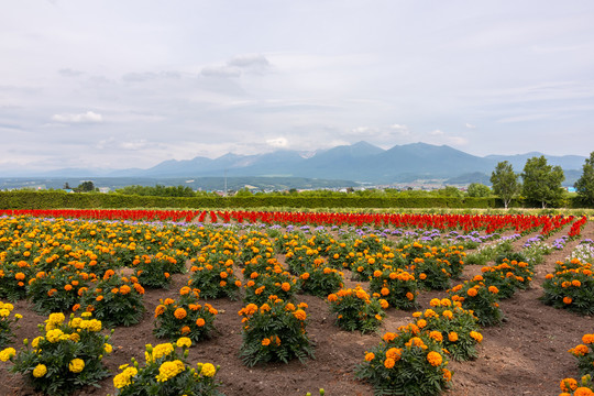 花田