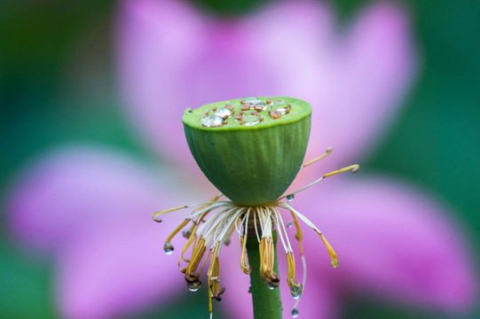 雨荷