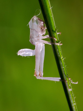 小蚱蜢