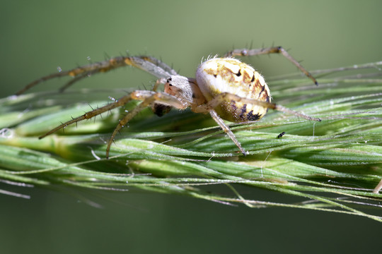 蜘蛛捕食