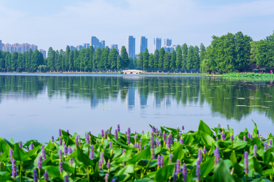 湖北武汉东湖风景区夏日风光