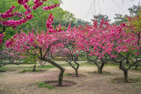 桃花高清大图