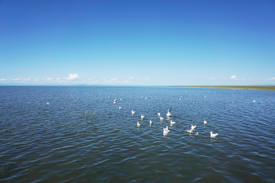 青海湖风景