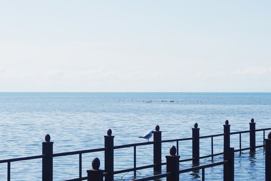 青海湖风景