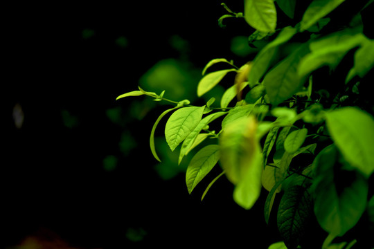 绿色植物树叶