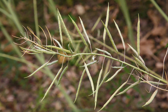 油菜籽