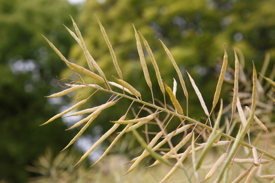 油菜籽