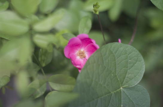 夏花