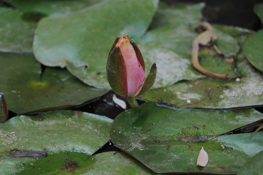 睡莲莲花