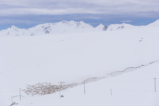 雪后祁连山