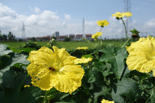 丝瓜花