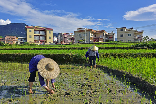 新农村