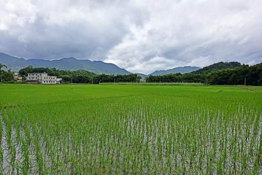 稻田