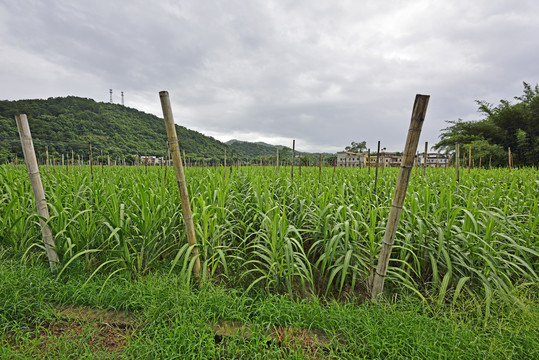 甘蔗地