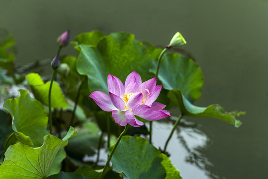 莲花池