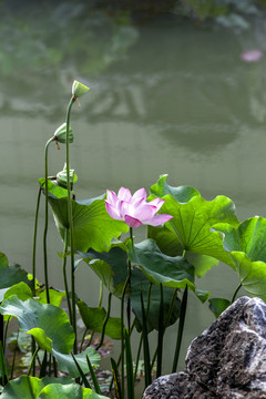 荷花池