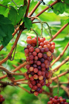 玛瑙红葡萄