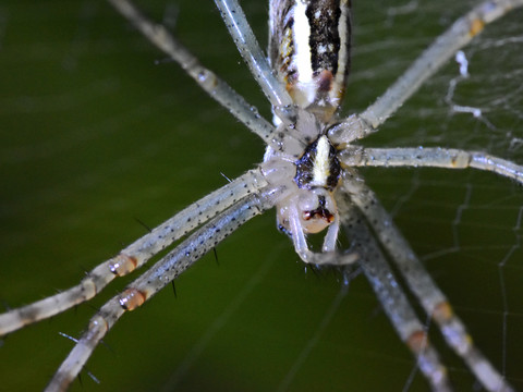 蜘蛛布网