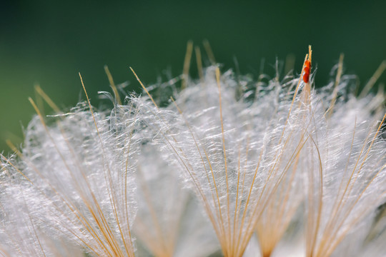 节日礼物