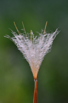 节日鲜花