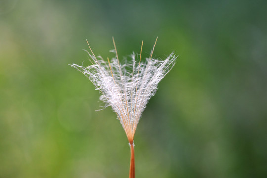 蒲公英种子